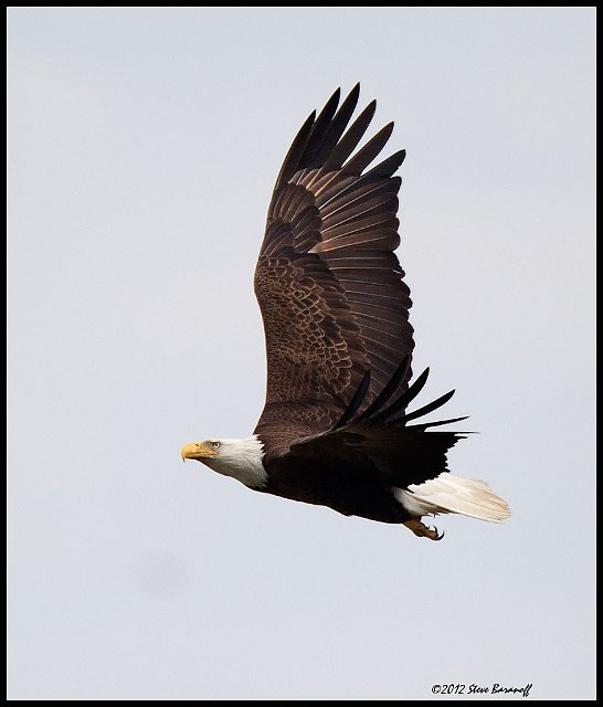 _2SB8115 american bald eagle.jpg